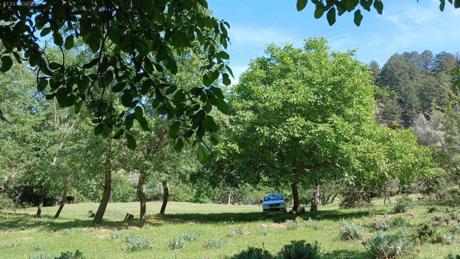 DENİZLİ BABADAĞ KELLECİ KÖYÜNDE  1.586 M²  BAĞ SATILIKTIR - DENİZLİ BABADAĞ fotoğraf 18