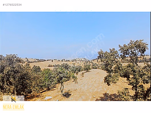 SARIGÖL YENİKÖY'DE ARAÇ TAKASLI UYGUN TEK TAPU 12.190m2 TARLA - MANİSA SARIGÖL fotoğraf 6