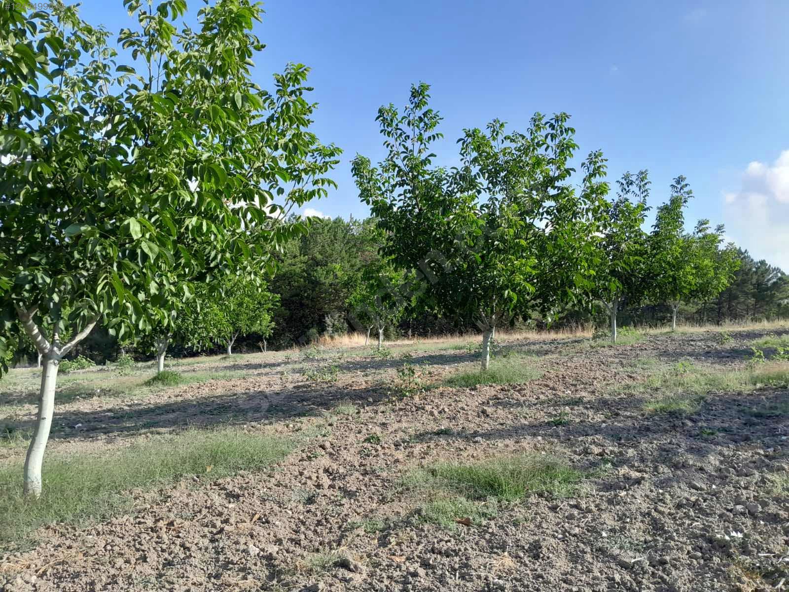BURSA KELEŞ BELENÖREN'DE 5.270  M² BAHÇE SATILIKTIR - BURSA KELES fotoğraf 32