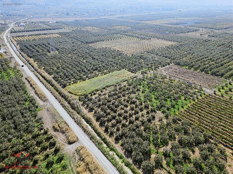SAKARYA GEYVE UMURBEY MAH. 2444,26 M2 SATILIK TARLA - SAKARYA GEYVE fotoğraf 6