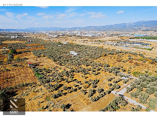 Kemalpaşa Sekiz Eylül Merkeze Yakın Satılık 3440 m2 Zeytinlik - İZMİR KEMALPAŞA fotoğraf 7