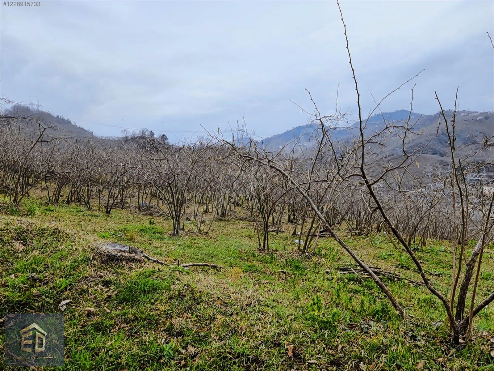 Tirebolu Avcılı Köyünde Satılık 5370 m2 Satılık Arsa. - GİRESUN TİREBOLU fotoğraf 10