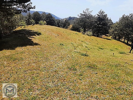 HAVRAN FAZLICA HANLAR MEVKİİ EKO TURİZME UYGUN 12500 M2 TARLA - BALIKESİR HAVRAN fotoğraf 5