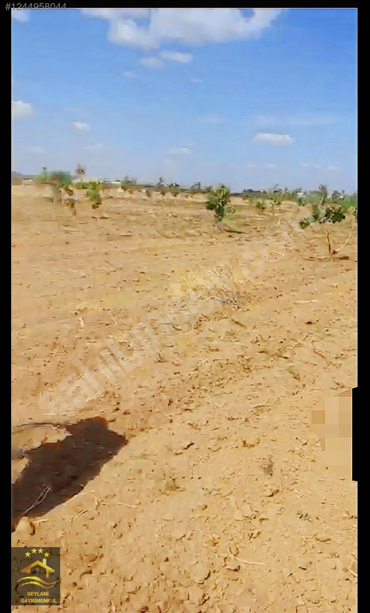 Karaköprü Pınarbaşı Akziyaret Toplu Projelere Uygun Fıstıklık - ŞANLIURFA KARAKÖPRÜ fotoğraf 2