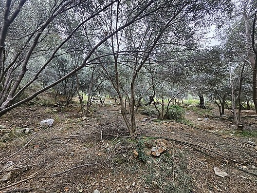 MUHTESEM LOKASYON 258M2 SUPER YATİRİM DUNYA GÖZBEBEĞİ VİLLA ARSA - MUĞLA FETHİYE fotoğraf 28