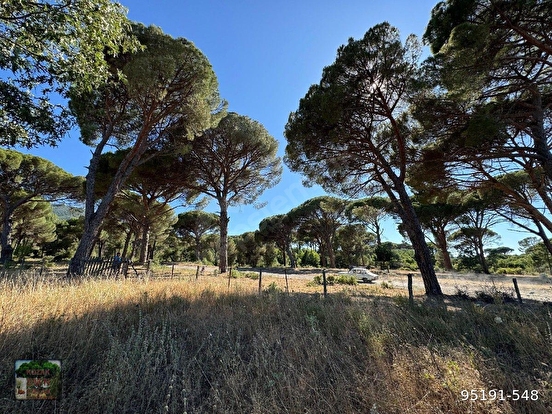 BERGAMA KOZAK YAYLASI YUKARIBEY MAH DE 13300 m2 FISTIKLIK - İZMİR BERGAMA fotoğraf 4
