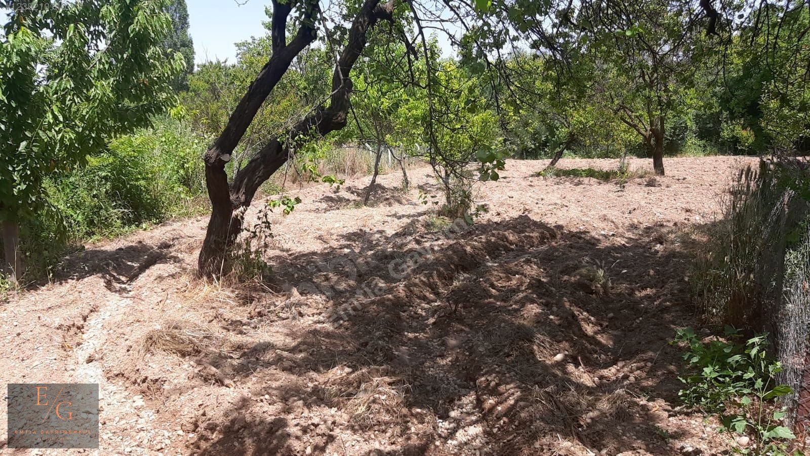 EMTİA'DAN DİLEK MERKEZ'DE SATILIK KAYSI BAHÇESİ - MALATYA YEŞİLYURT fotoğraf 11