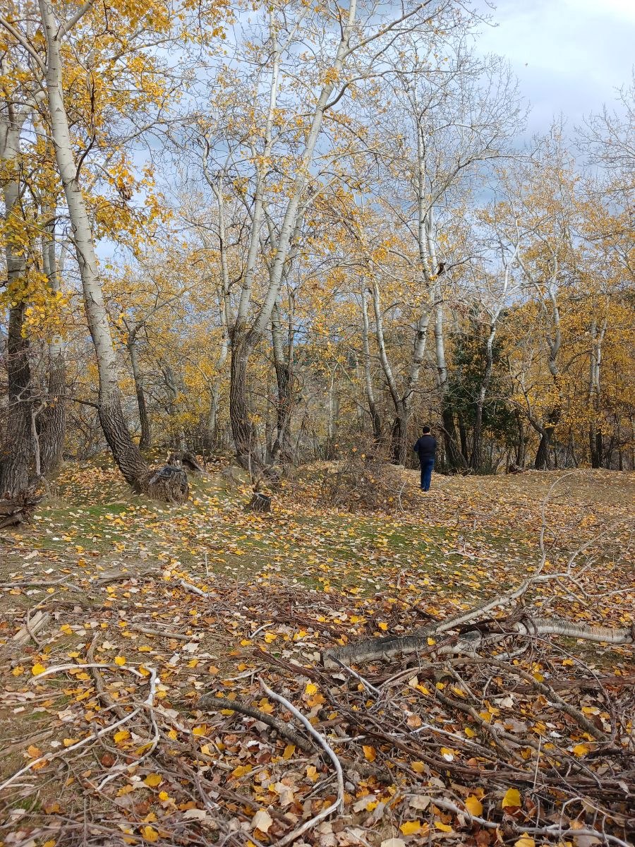 DENİZLİ BABADAĞ KELLECİ KÖYÜNDE  1.586 M²  BAĞ SATILIKTIR - DENİZLİ BABADAĞ fotoğraf 16