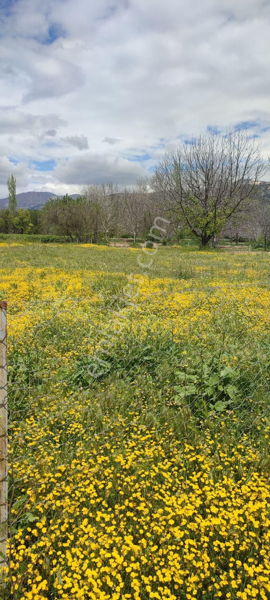 Isparta Atabey İslamköy'de Satılık Konteyner Evli Yolu Açık Hobi Bahçe - ISPARTA ATABEY fotoğraf 9