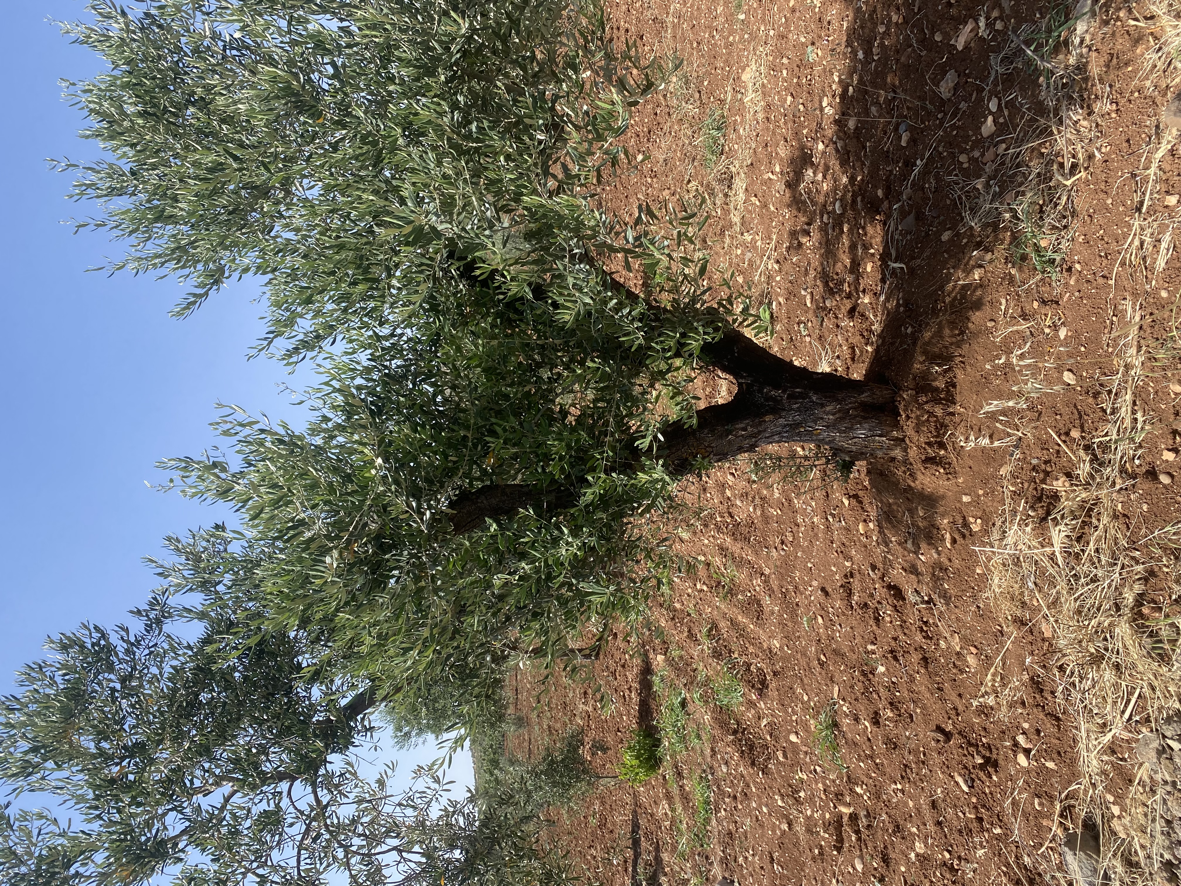 SATILIK 150 AĞAÇ ZEYTİNLİK  - KİLİS MERKEZ fotoğraf 25