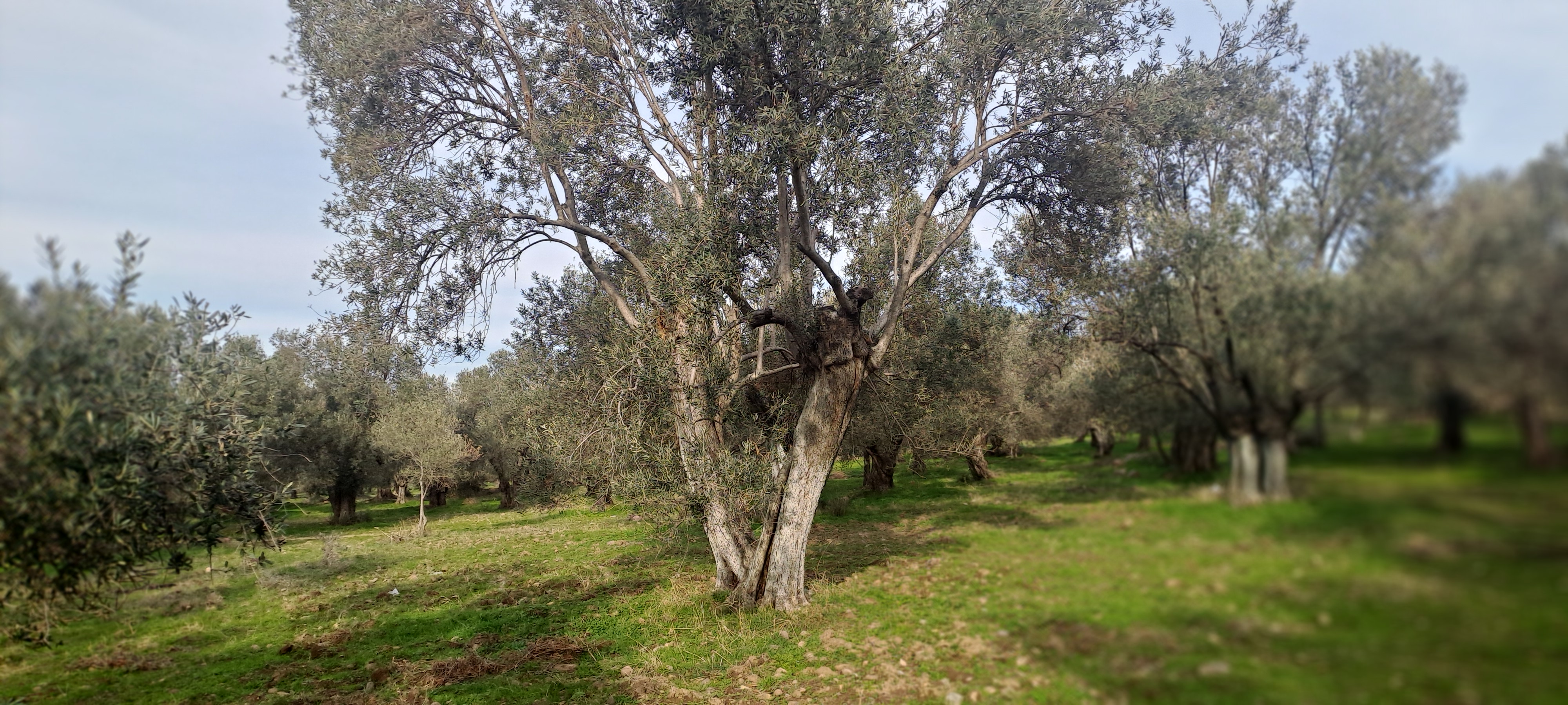 HAKANOĞLU GROUP'TAN MESCİT MAH.SATILIK ZEYTİNLİK - BALIKESİR HAVRAN fotoğraf 31