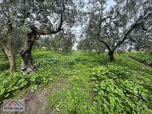 GEMLİK MURATOBA KÖYÜNDE 4695m² SATILIK ZEYTİNLİK - BURSA GEMLİK fotoğraf 6