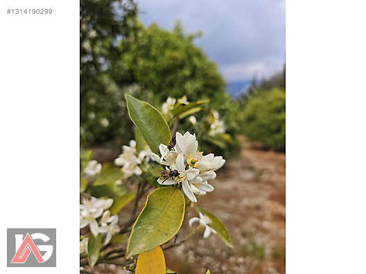 Kemer Kuzderede Yatırımlık & Verimli 15 Dönüm Narenciye Bahçesi - ANTALYA KEMER fotoğraf 10