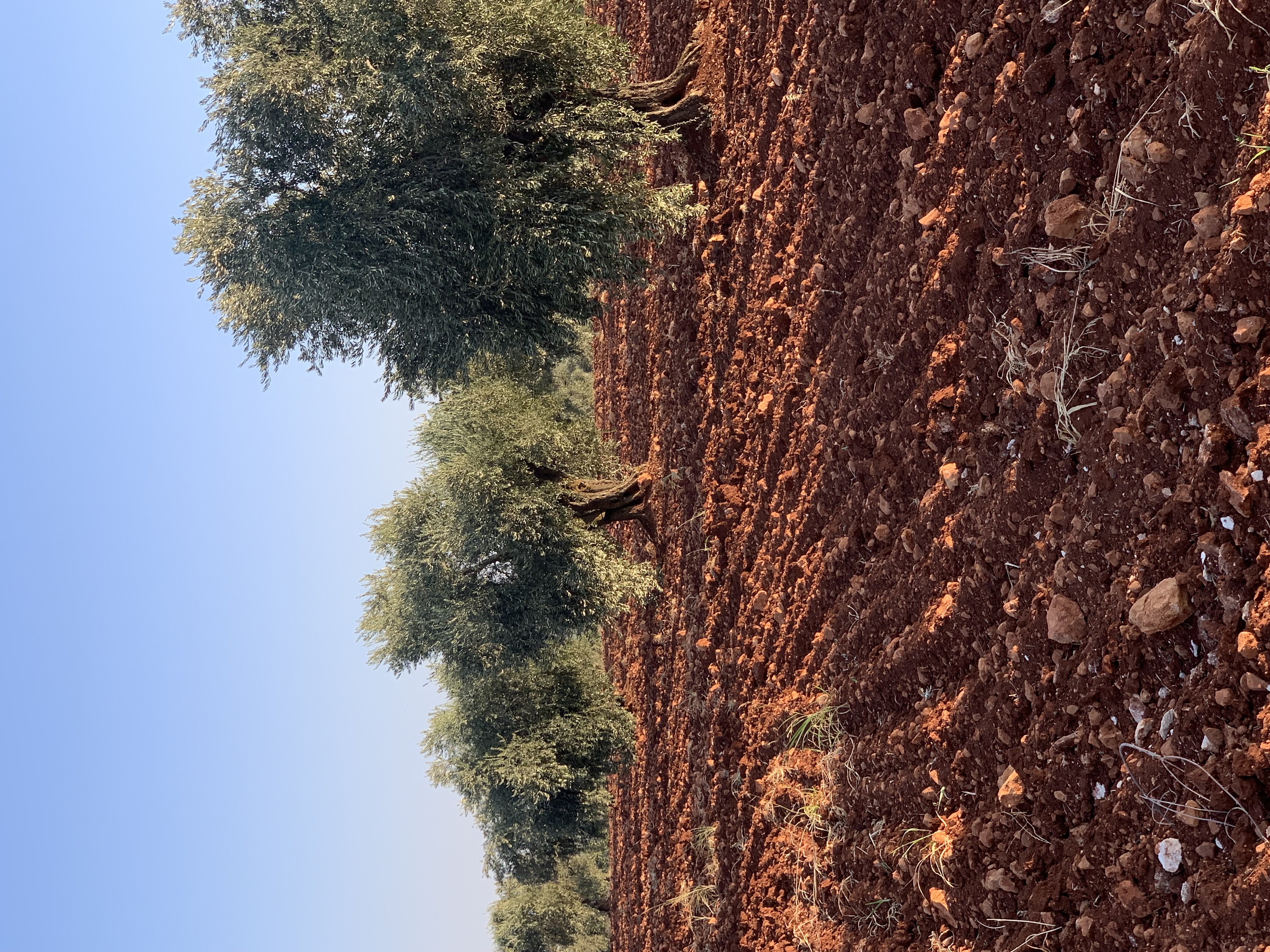 SATILIK ZEYTİNLİK  - KİLİS MERKEZ fotoğraf 20
