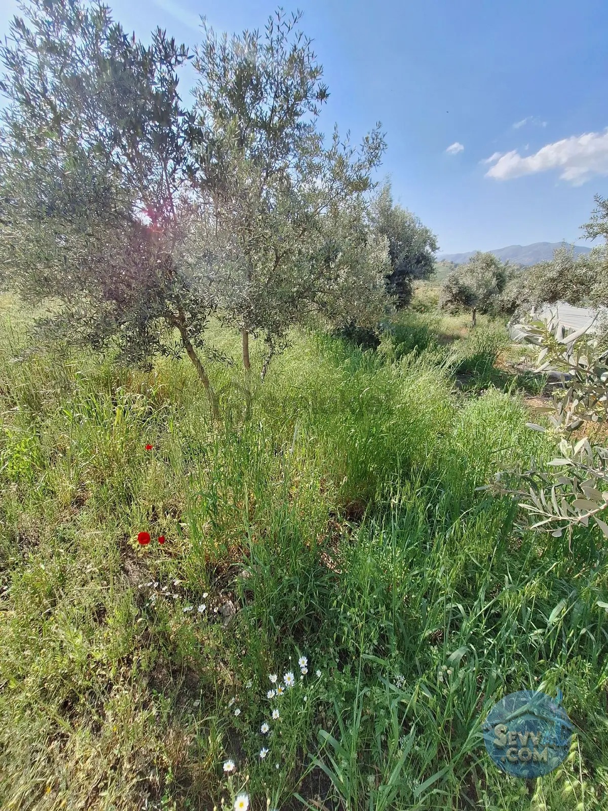 900 M2 Tek Tapu - AYDIN NAZİLLİ fotoğraf 2