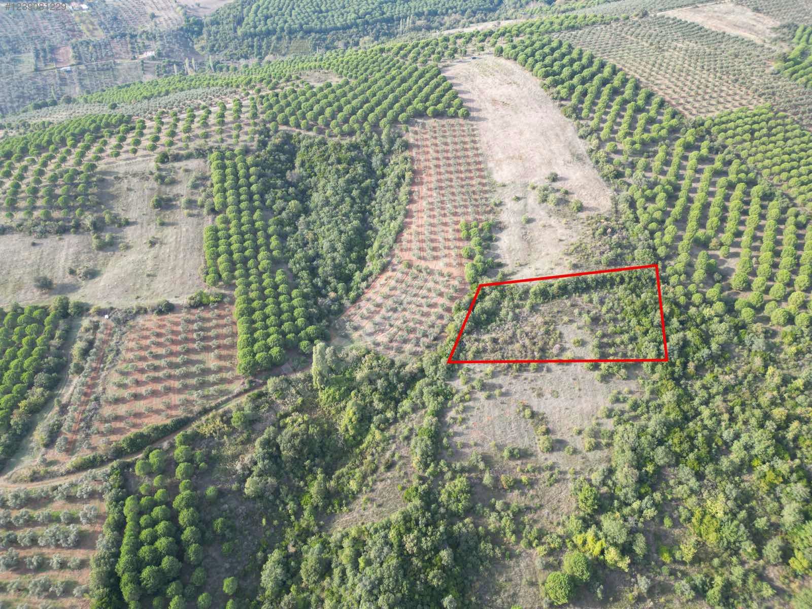 BURSA KARACABEY OKÇULAR  KÖYÜNDE 3.900 M TARLA SATILIKTIR - BURSA KARACABEY fotoğraf 3