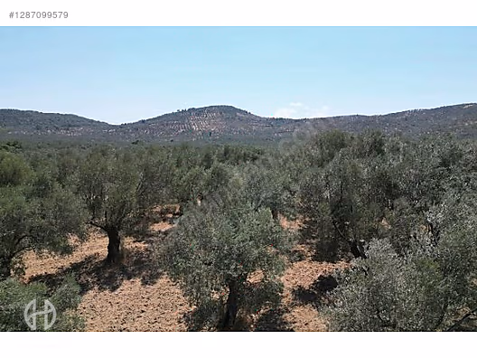 HAS EMLAK tan EGE nin İNCİSİ PELİTKÖY DE ZEYTİNLİK - BALIKESİR BURHANİYE fotoğraf 14