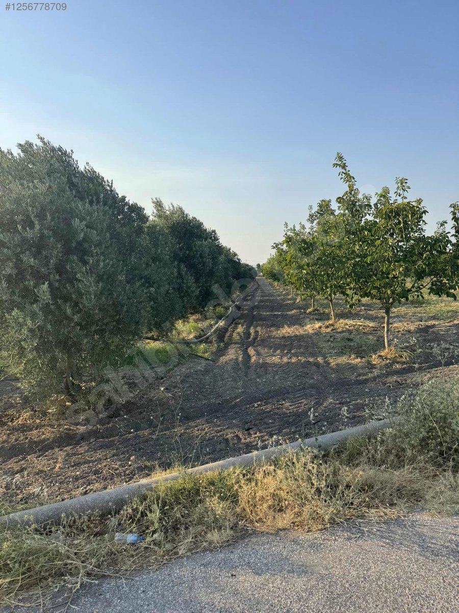 DOSTLARDAN BEKİRLER GİRİŞİNDE SATILIK ZEYTİNLİK - MANİSA AKHİSAR fotoğraf 5