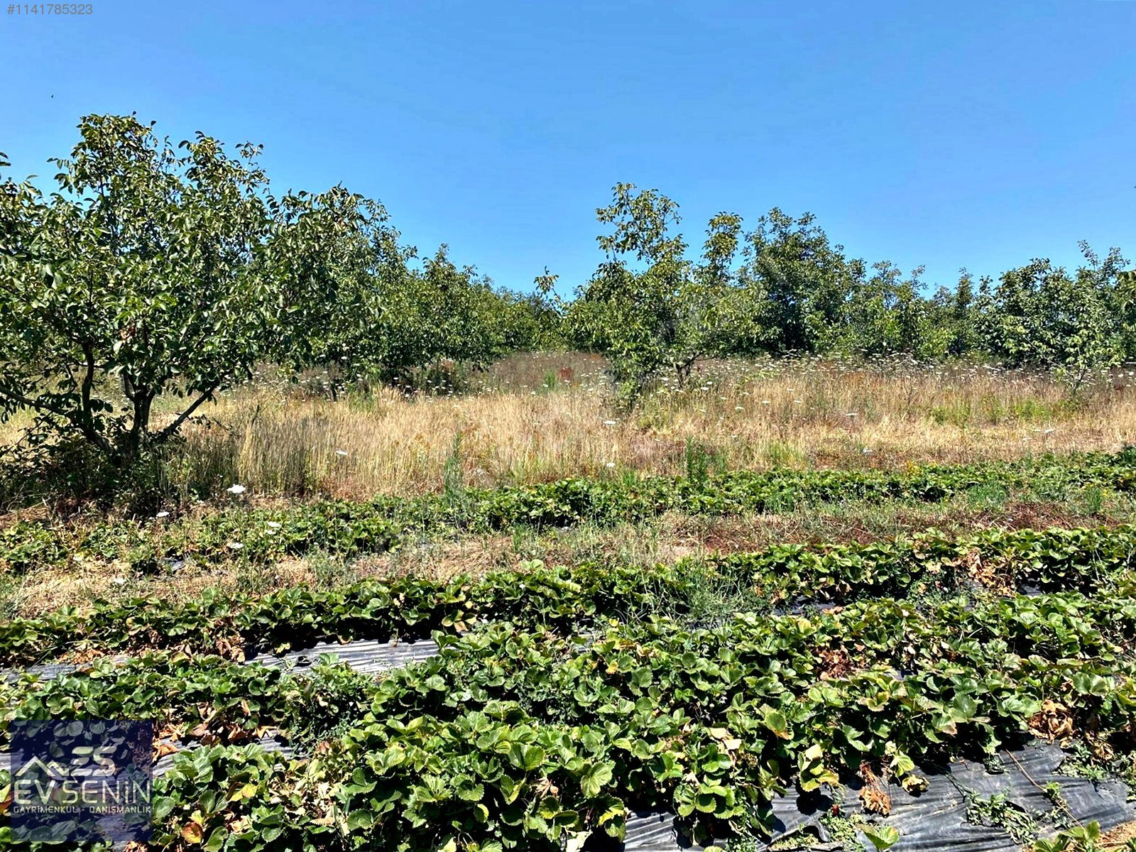 BURSA KARACABEY YARIŞ SU HAVUZLU SATILIK 10.255 M2 VERİMLİ ARAZİ - BURSA KARACABEY fotoğraf 9