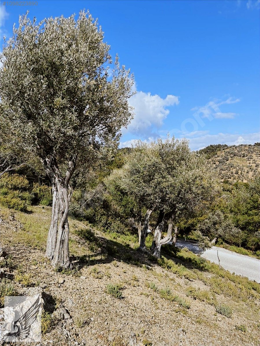 BEYLER KÖYÜNDE 1.790M2 100 METRE YOL CEPHELİ ZEYTİNLİK - İZMİR SEFERİHİSAR fotoğraf 4