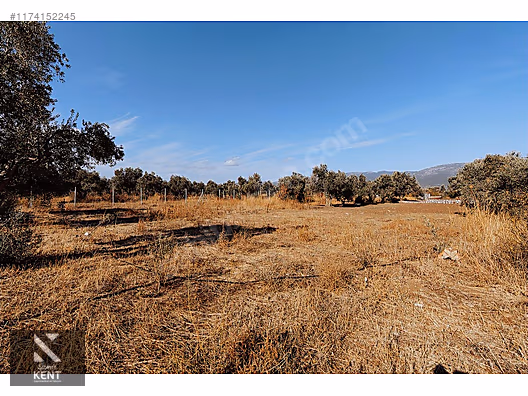 Kemalpaşa Sekiz Eylül Merkeze Yakın Satılık 3440 m2 Zeytinlik - İZMİR KEMALPAŞA fotoğraf 2