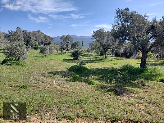 Kemalpaşa Dereköy'de Satılık 4850 m2 Bahçe - İZMİR KEMALPAŞA fotoğraf 11