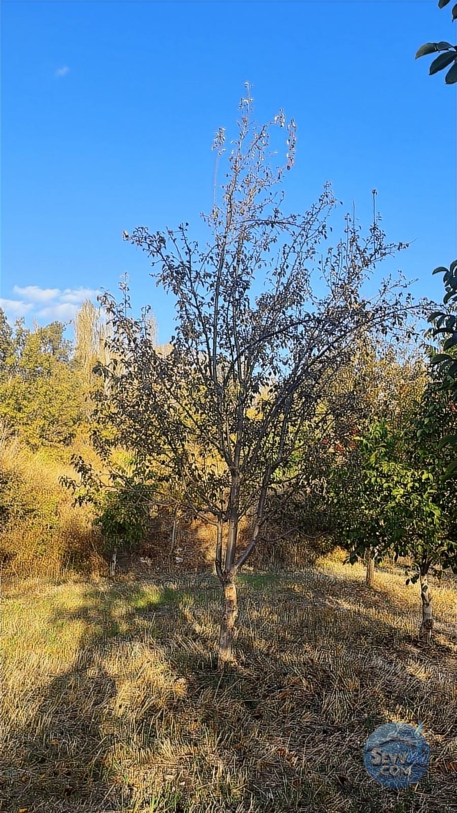 ASYA EVİM GAYRİMENKULDEN SAKARCA MAH.SATILIK ARAZİ - Burdur Ağlasun fotoğraf 5