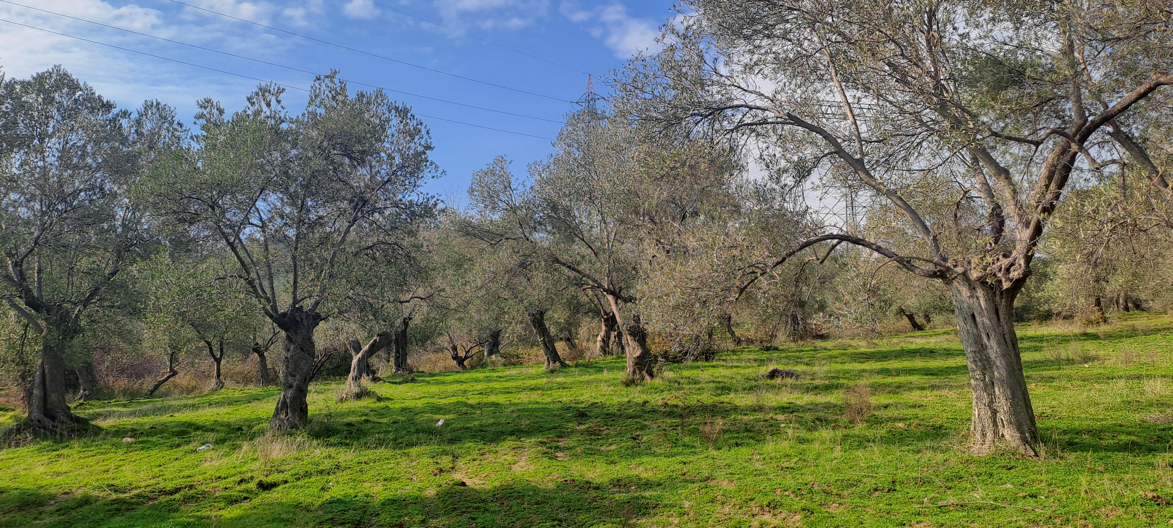 HAKANOĞLU GROUP'TAN TUZCUMURAT MAH. SATILIK ZEYTİNLİK - BALIKESİR EDREMİT fotoğraf 4