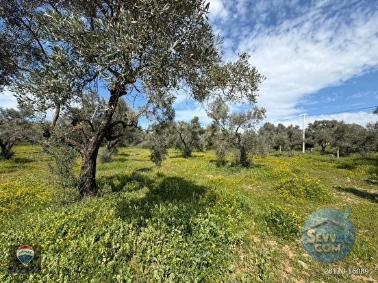 ŞEHIR MERKEZINE YAKIN 11.268 M² SATILIK ZEYTINLIK - AYDIN KUŞADASI fotoğraf 6