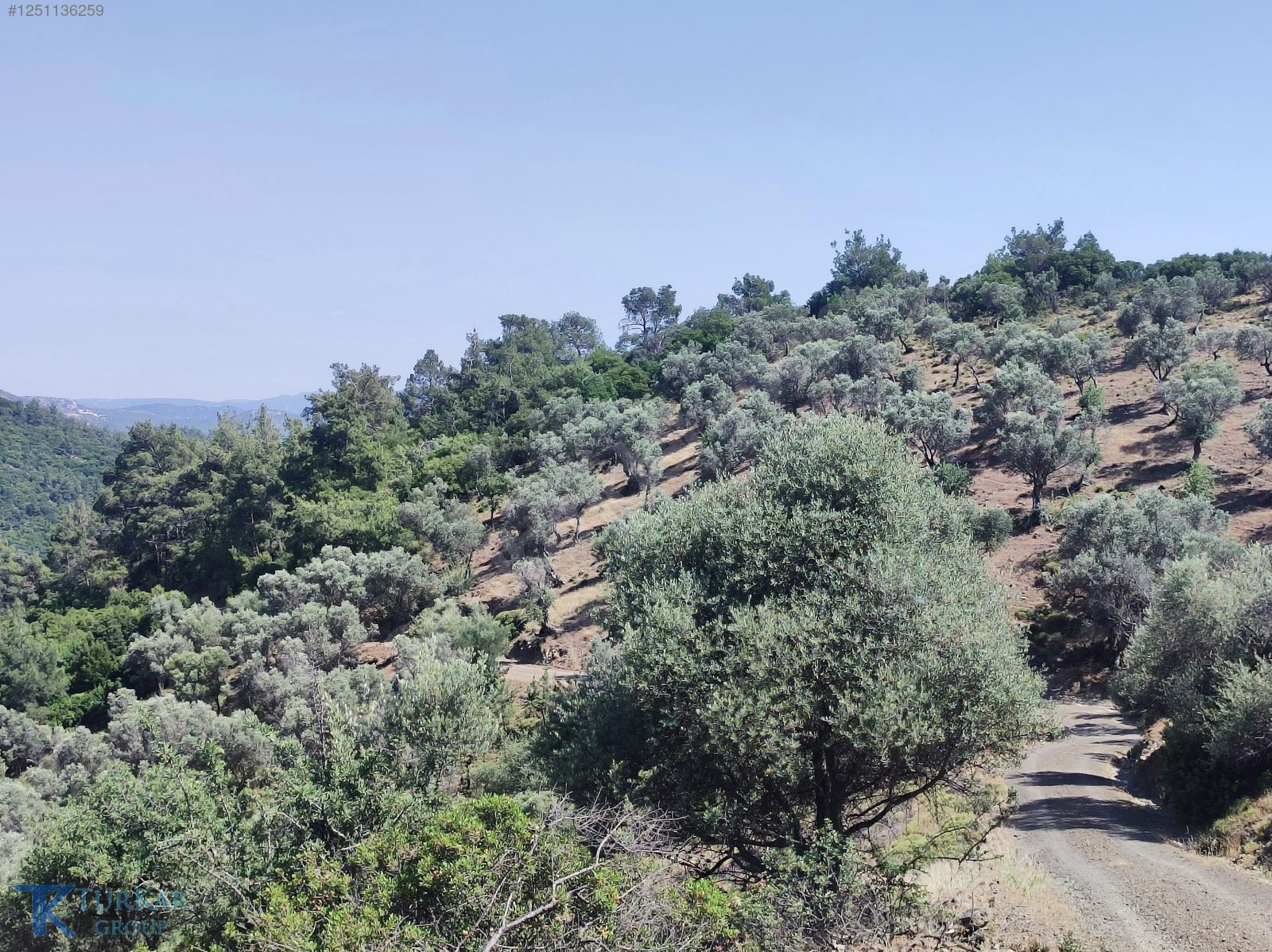 S.HİSAR BEYLER'DE İKİ TARAFTAN KADASTROL YOL CEPHELİ ZEYTİNLİK - İZMİR SEFERİHİSAR fotoğraf 5