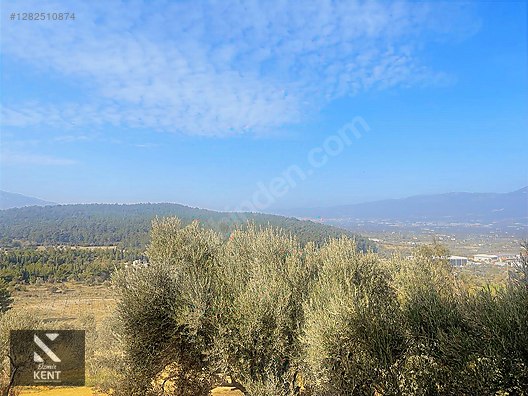 Kemalpaşa Aşağıkızılca Satılık 1758 M2 Tek Tapu Zeytinlik - İZMİR KEMALPAŞA fotoğraf 54
