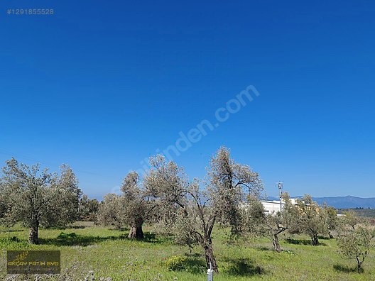 HAVRAN MESCİT MAHALLESİ OTOYOLA YAKIN 10 DÖNÜM SATIILIK ZEYTİNLİ - BALIKESİR HAVRAN fotoğraf 15