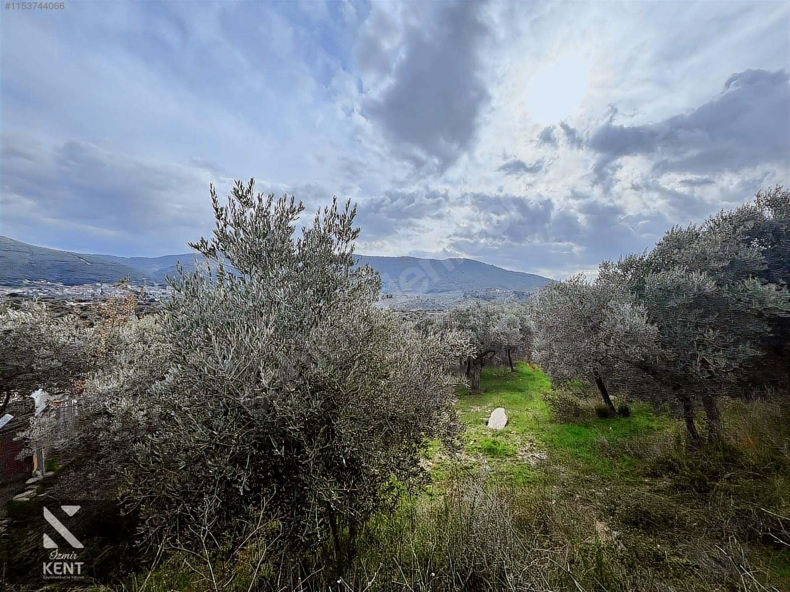 Kemalpaşa Gökyaka Satılık 2700 m2 Bahçe - İZMİR KEMALPAŞA fotoğraf 22