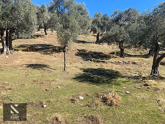 Bayındır Yusuflu Satılık 6050 m2 Zeytinlik Tek Tapu - İZMİR BAYINDIR fotoğraf 43