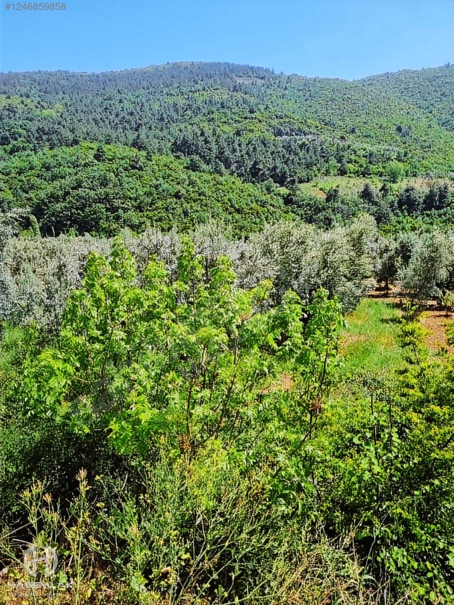 BÖLGE UZMANI HAS EMLAK tan SATILIK TEK TAPU ARAZİ - BURSA İZNİK fotoğraf 41