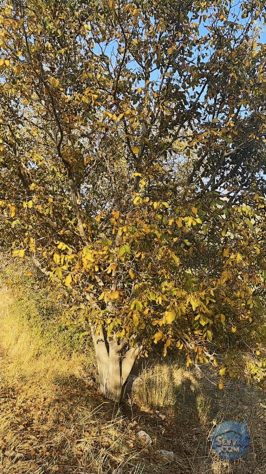 ASYA EVİM GAYRİMENKULDEN SAKARCA MAH.SATILIK ARAZİ - Burdur Ağlasun fotoğraf 18
