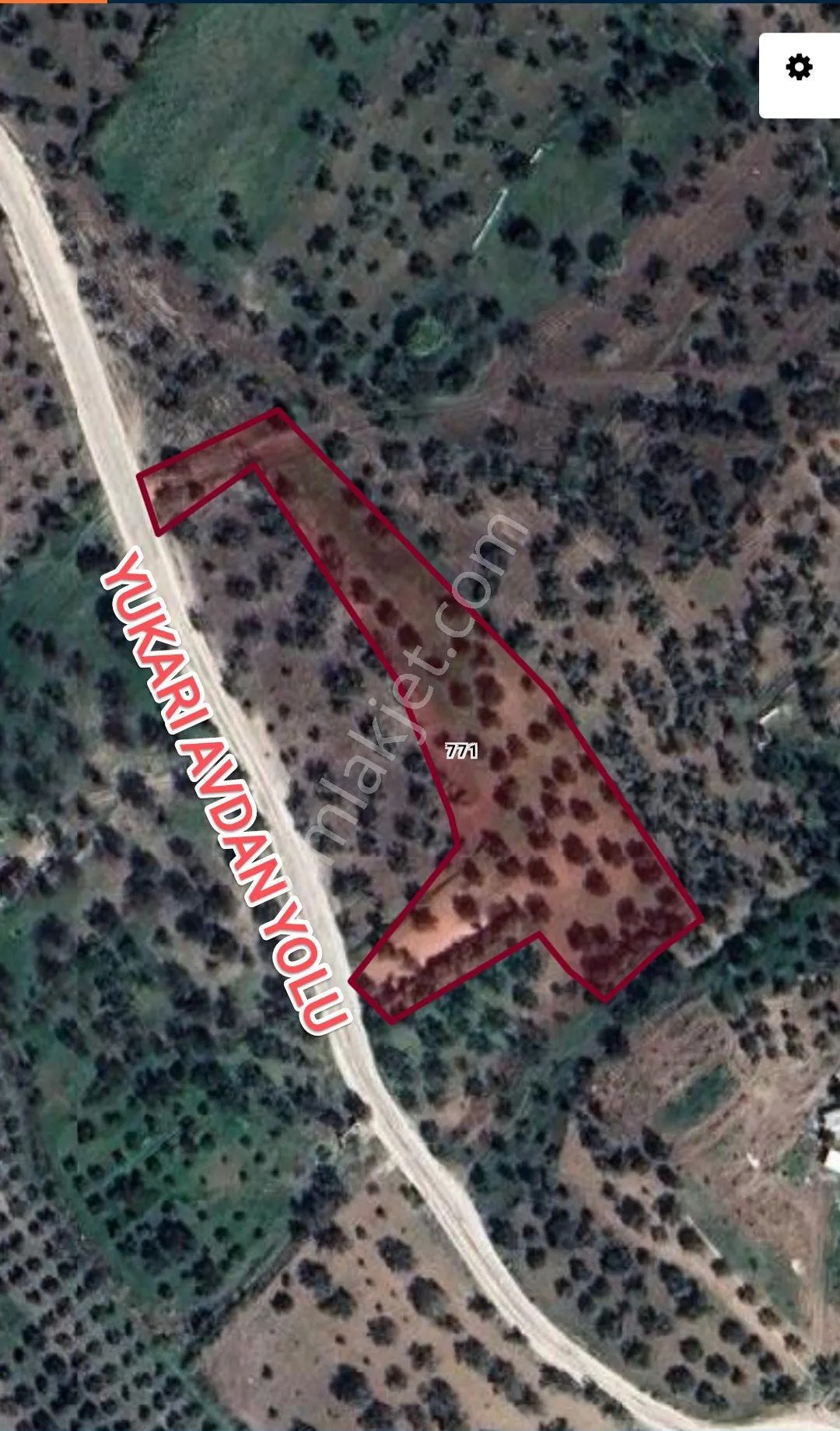 Yeliz'den Manisa Soma'da Asfalt Kenarı Zeytinlik - MANİSA SOMA fotoğraf 4