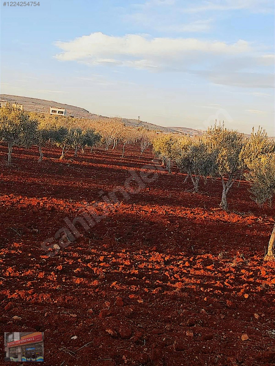 SAMET GAYRİMENKULDEN SATLIK 120 AĞAÇ. zeytin 30 35 AĞAÇ FISTIK - KİLİS MERKEZ fotoğraf 8