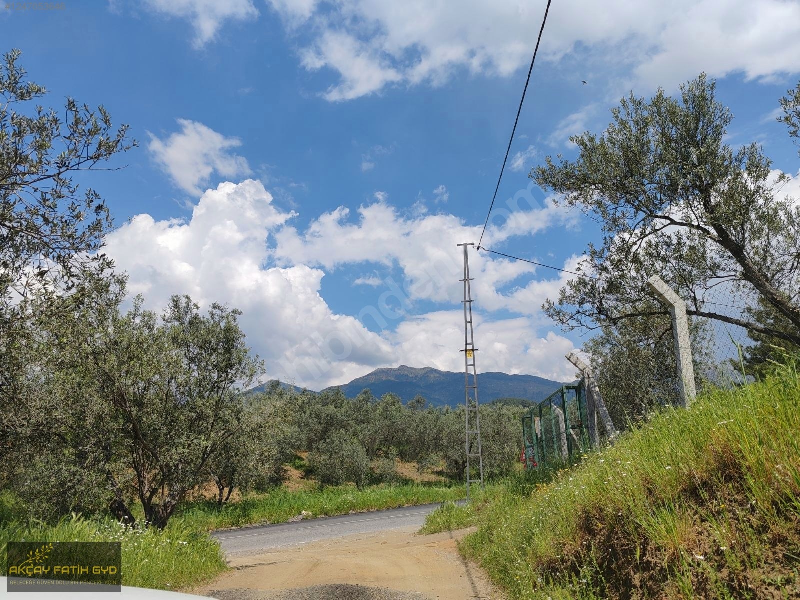 Hacıarslanlar da 3.100m2 SATILIK Kaçmaz Fırsat Zeytinlik - BALIKESİR EDREMİT fotoğraf 10
