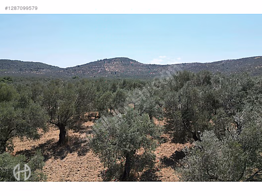 HAS EMLAK tan EGE nin İNCİSİ PELİTKÖY DE ZEYTİNLİK - BALIKESİR BURHANİYE fotoğraf 22