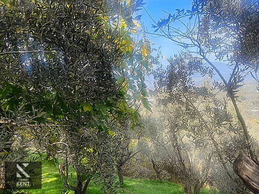 Kemalpaşa Aşağıkızılca Satılık 1758 M2 Tek Tapu Zeytinlik - İZMİR KEMALPAŞA fotoğraf 58