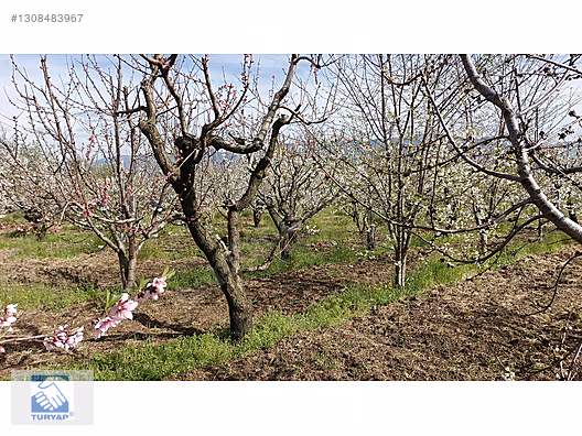Kemalpaşa M.Akif Ersoy Mah. Satılık 4202m2 Bahçe - İZMİR KEMALPAŞA fotoğraf 6