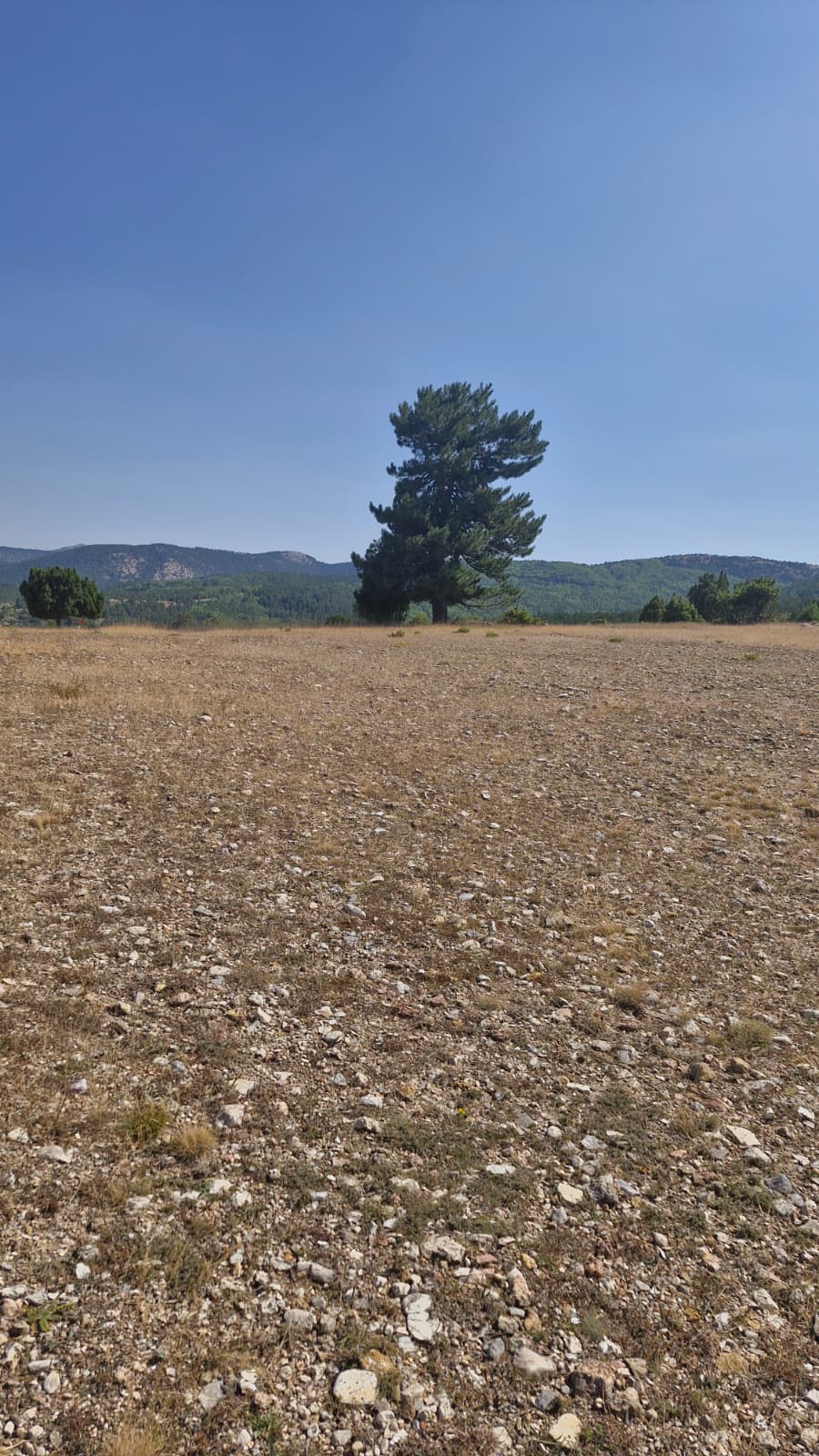 KÜTAHYA EMET DÜŞECEK   KÖYÜNDE 3.324 M² TARLA  SATILIKTIR - KÜTAHYA EMET fotoğraf 7