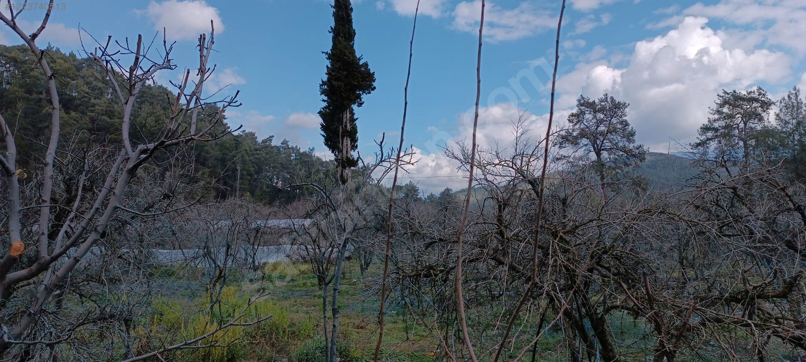ANTALYA KUMLUCA ÇAYİÇİNDE NAR BAHÇESİ 850 m² (MUSTAKİL TAPULU)  - ANTALYA KUMLUCA fotoğraf 5