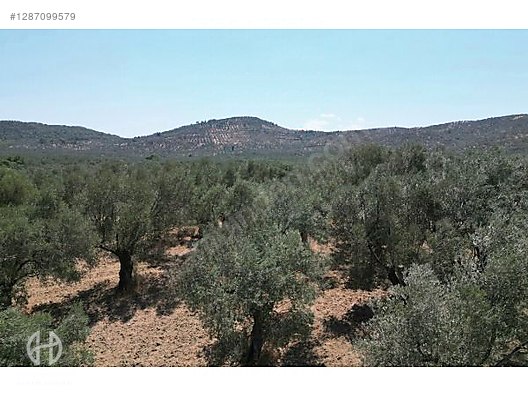 HAS EMLAK tan EGE nin İNCİSİ PELİTKÖY DE ZEYTİNLİK - BALIKESİR BURHANİYE fotoğraf 15