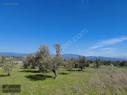 HAVRAN MESCİT MAHALLESİ OTOYOLA YAKIN 10 DÖNÜM SATIILIK ZEYTİNLİ - BALIKESİR HAVRAN fotoğraf 29