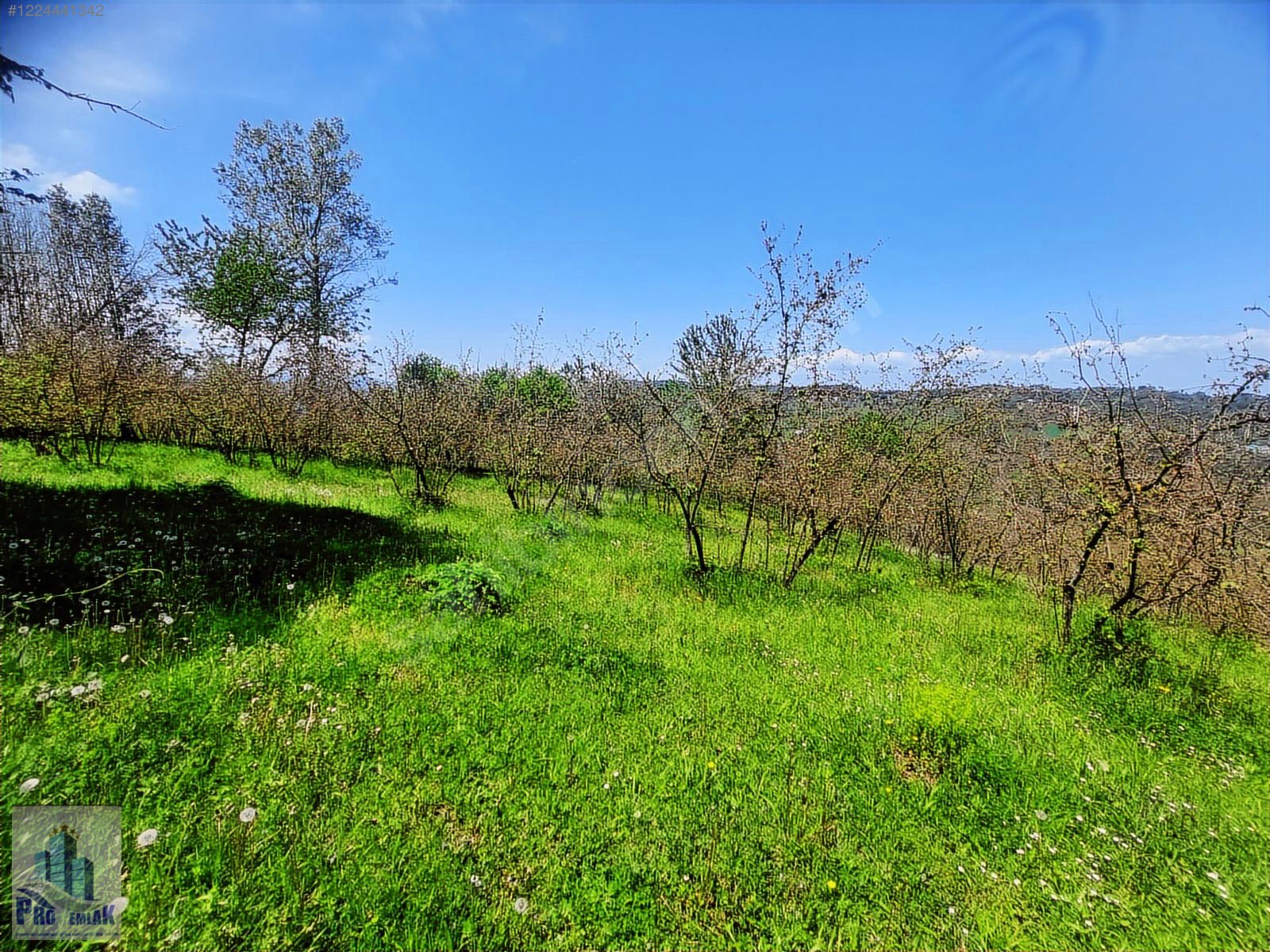 DÜZCE KAYNAŞLI BIÇKIYANI KONUT YAPILABİLİR 5009 M2 FINDIKLIK - DÜZCE KAYNAŞLI fotoğraf 9