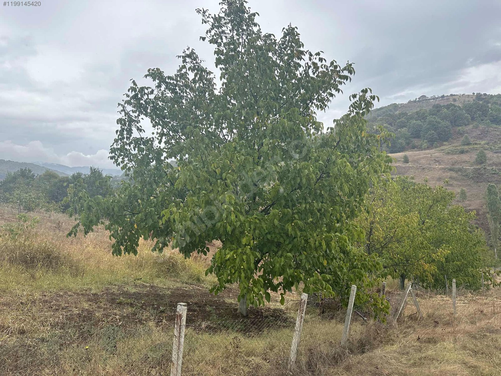BURSA İZNİK SÜLEYMANİYE'DE  6.000 M² BAHÇEMİZ SATILIKTIR - BURSA İZNİK fotoğraf 4
