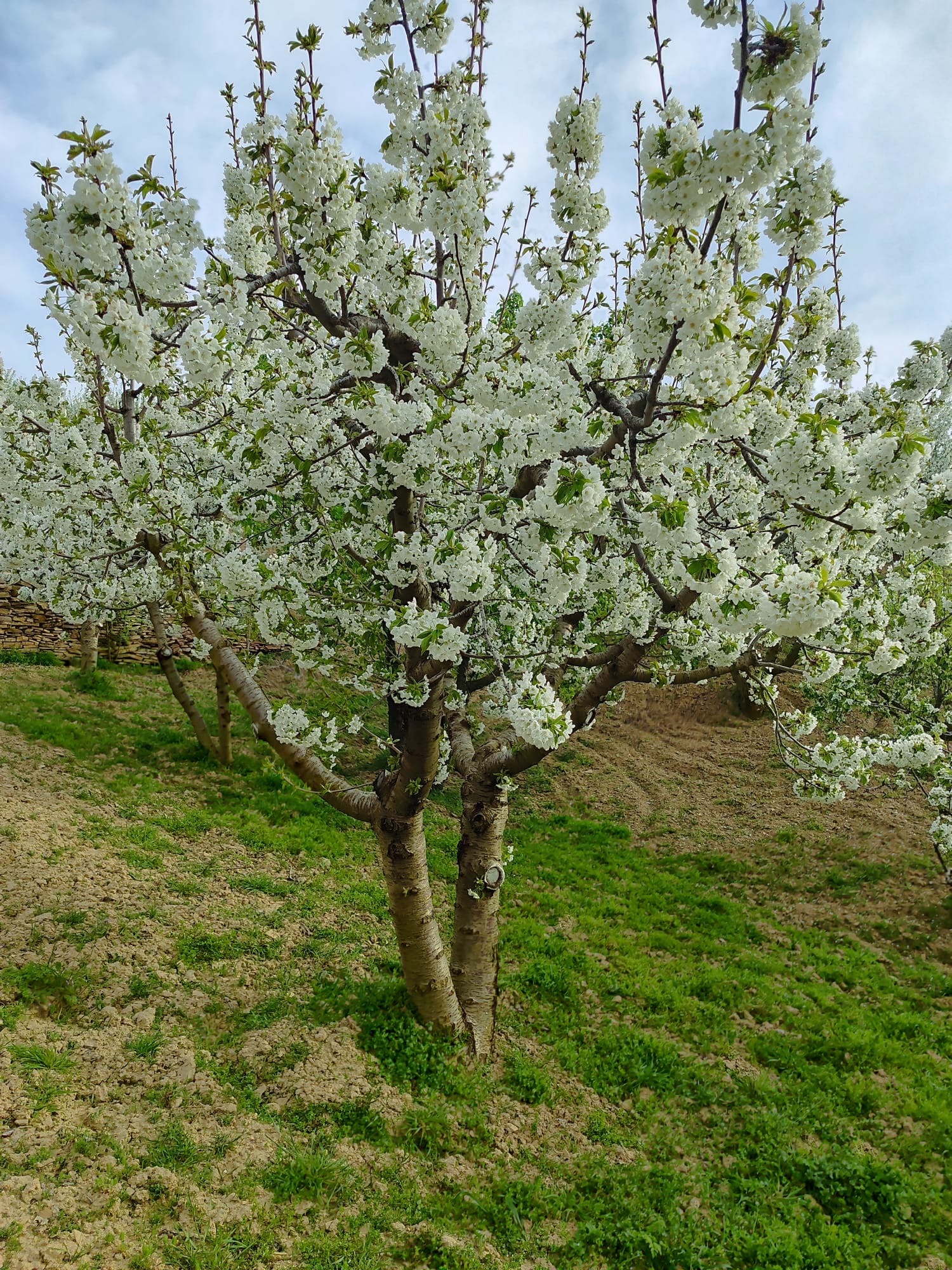 KÜTAHYA ŞAPHANE PAZAR  KÖYÜNDE   4.102 M²  BAHÇE  SATILIKTIR - KÜTAHYA ŞAPHANE fotoğraf 3