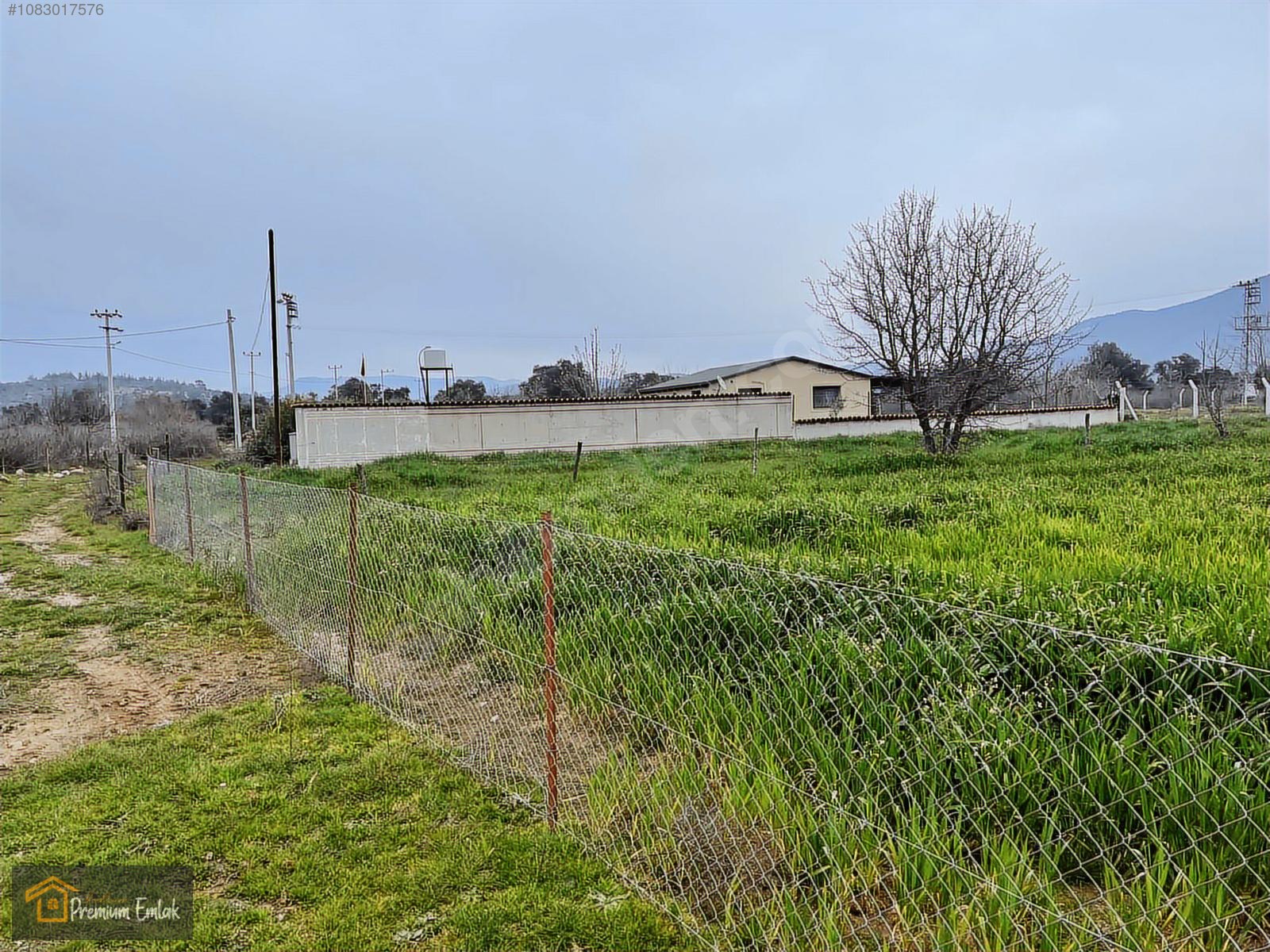MİLAS KISIRLARDA 4.136 mt2 ZEYTİNLİ MUHTEŞEM TARLA - MUĞLA MİLAS fotoğraf 5